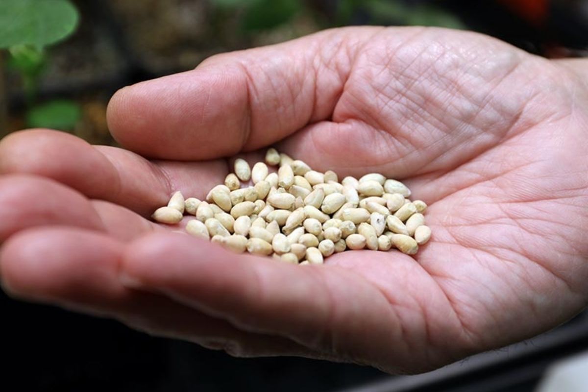 Foundation and breeder seed sourcing