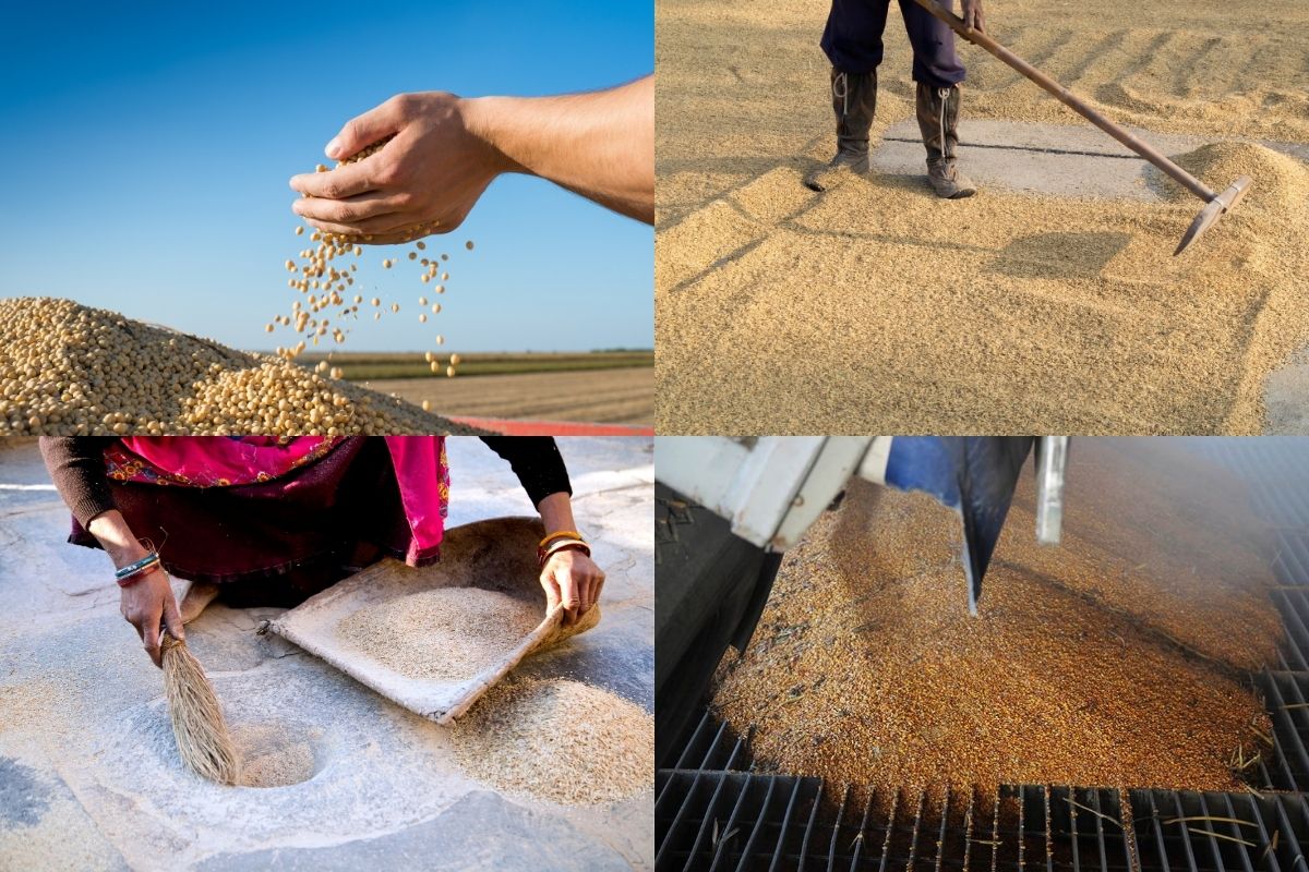 Harvesting, drying, cleaning, and grading